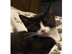 Adopt Tippy a Black & White or Tuxedo Domestic Shorthair / Mixed (short coat)