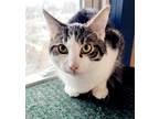 Adopt Tate a Gray, Blue or Silver Tabby Domestic Shorthair (short coat) cat in