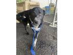 Adopt shadow a Black Australian Cattle Dog / Australian Cattle Dog / Mixed dog