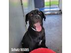 Adopt Schatz a Black Labrador Retriever / Mixed dog in Edinburg, TX (35947815)