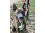 Adopt Hooch a Brindle Mixed Breed (Large) / Mixed dog in Horn Lake