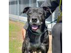 Adopt BATMAN a Labrador Retriever, Great Dane