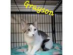 Adopt Grayson a Domestic Short Hair