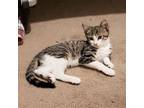 Adopt Triton a Gray, Blue or Silver Tabby Domestic Shorthair (short coat) cat in