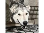 Adopt Stormy AKA Mouse a Gray/Silver/Salt & Pepper - with Black Husky / Mixed