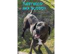Adopt Buddy a Black - with White Labrador Retriever / Mixed Breed (Large) /
