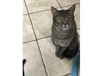 Adopt Donavan a Gray, Blue or Silver Tabby Domestic Shorthair (short coat) cat