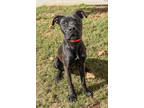 Adopt Hero a Black Mixed Breed (Large) / Mixed dog in Chamblee, GA (36188130)