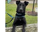 Adopt Doc a Black Shepherd (Unknown Type) / Labrador Retriever / Mixed dog in