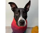 Adopt Lyla a Black Pit Bull Terrier / Mixed dog in Dallas, TX (36063156)