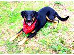 Adopt Carl a Black - with Tan, Yellow or Fawn Rottweiler / Doberman Pinscher /