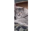 Adopt Jack a Gray, Blue or Silver Tabby Bengal (medium coat) cat in Chula Vista