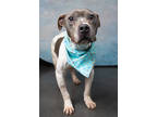 Adopt Smokey a Pit Bull Terrier, Mixed Breed
