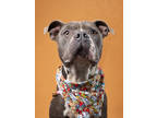 Adopt Robin Hood a Pit Bull Terrier, Mixed Breed