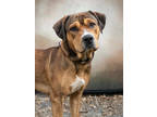 Adopt Hayride a Pit Bull Terrier, Mixed Breed