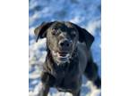 Adopt Ida a Black Labrador Retriever / Mixed dog in Hollis, NH (38364034)
