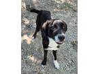 Adopt Amado a Brindle Mixed Breed (Medium) / Mixed dog in Atchison