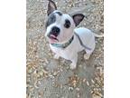Adopt Shorty a White - with Black Staffordshire Bull Terrier / Terrier (Unknown