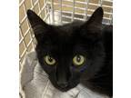 Adopt Cyclone a Domestic Shorthair / Mixed cat in Spokane Valley, WA (38366444)