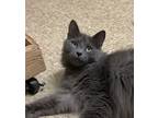 Adopt Lucy a Gray or Blue Domestic Longhair / Domestic Shorthair / Mixed (long