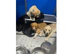 Adopt Sleepy a Black Labrador Retriever dog in Whiteville, NC (38367957)