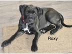Adopt ROXY a Brown/Chocolate - with White Labrador Retriever / Retriever