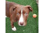 Adopt Mary Carey a Brown/Chocolate Pit Bull Terrier / Mixed dog in Chatham