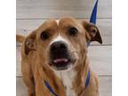 Adopt Burt Abbey a Brown/Chocolate Pit Bull Terrier / Mixed dog in Chatham