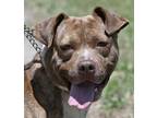 Adopt MELO a Brindle - with White American Pit Bull Terrier / Mixed dog in New