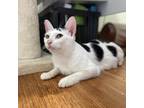 Adopt Milly a White Domestic Shorthair / Mixed cat in Arlington, VA (38370185)