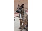 Adopt Tiger a Brindle Border Terrier / German Shepherd Dog / Mixed dog in Chula