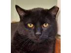 Adopt Baker a Domestic Shorthair cat in Burlington, VT (38380715)