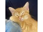 Adopt Yule 12 a Orange or Red Domestic Shorthair / Mixed cat in Austin