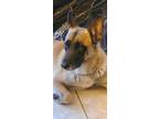 Adopt PRINCE a Tan/Yellow/Fawn - with Black Belgian Malinois / Mixed dog in