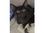 Adopt Elsa a All Black Domestic Shorthair (short coat) cat in Newport