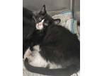 Adopt Ana a Black & White or Tuxedo Domestic Shorthair (short coat) cat in