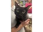 Adopt Bangle a All Black Domestic Shorthair (short coat) cat in Newport