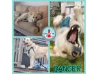 Adopt Ranger a Tan/Yellow/Fawn Golden Retriever / Husky / Mixed dog in St.