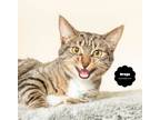 Adopt DREYA (Cuddler) a Brown Tabby Domestic Shorthair (short coat) cat in