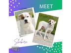 Adopt Shakira a White Boxer / Great Pyrenees / Mixed dog in Jefferson