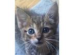 Adopt Kate a Brown Tabby Domestic Shorthair (short coat) cat in Huntley