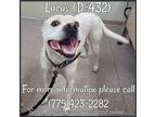 Adopt Lucas a White Pit Bull Terrier / Mixed dog in Fallon, NV (38384617)