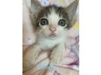 Adopt Liberty a Gray, Blue or Silver Tabby Domestic Shorthair (short coat) cat
