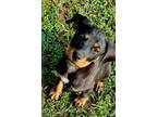 Adopt Rotti cross puppies a Black - with Tan, Yellow or Fawn Rottweiler / Rat