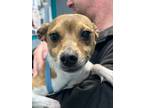 Adopt MACY a White - with Tan, Yellow or Fawn Rat Terrier / Mixed dog in