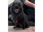 Adopt MIRIAM (MIMI) a Black Pomeranian / Mixed dog in Wyandotte, MI (38384842)