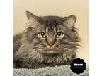 Adopt MOSES a Brown Tabby Domestic Longhair (long coat) cat in Wyandotte