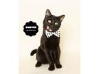 Adopt SAWYER a All Black Domestic Shorthair (short coat) cat in Wyandotte