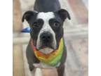 Adopt Bugsy a Gray/Silver/Salt & Pepper - with Black Pit Bull Terrier / Mixed