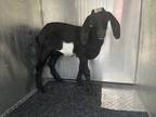 Adopt FOUND GOAT/ N WINDY HILL PT a Goat / Goat / Mixed farm-type animal in
